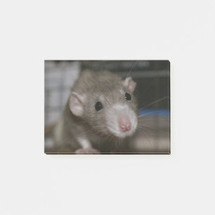 Rattenrat Post-it Klebezettel
