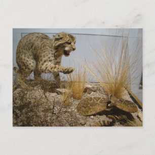 Rattle Snake vs Bobcat Postcard Postkarte