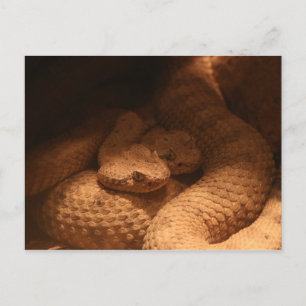 Rattle Snakes Postkarte