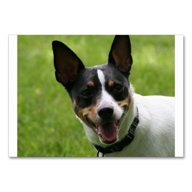 Rattler Terrier.png Tischnummer (Vorderseite)