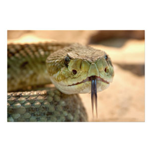 Rattlesnake Closeup Foto