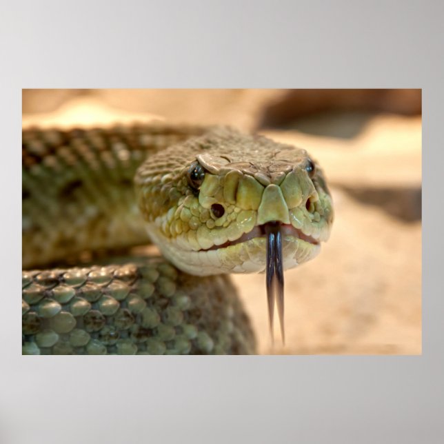 Rattlesnake Closeup Foto Poster (Vorne)