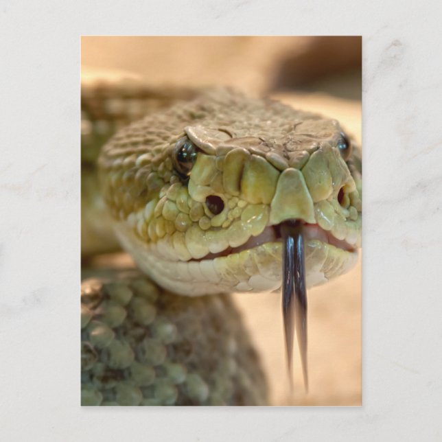 Rattlesnake Closeup Foto Postkarte (Vorderseite)
