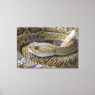 Rattlesnake Foto Leinwanddruck