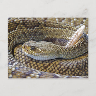 Rattlesnake Foto Postkarte