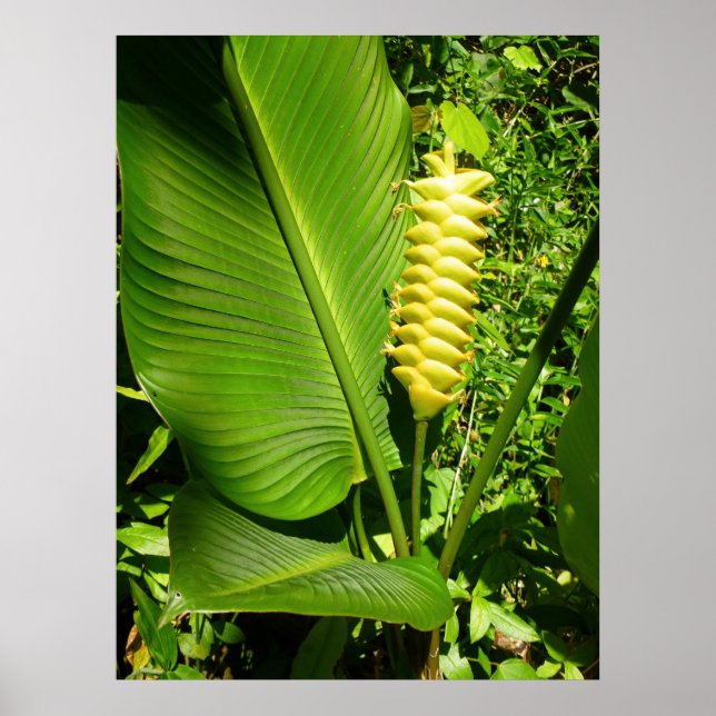 Rattlesnake Ginger Poster (Vorne)