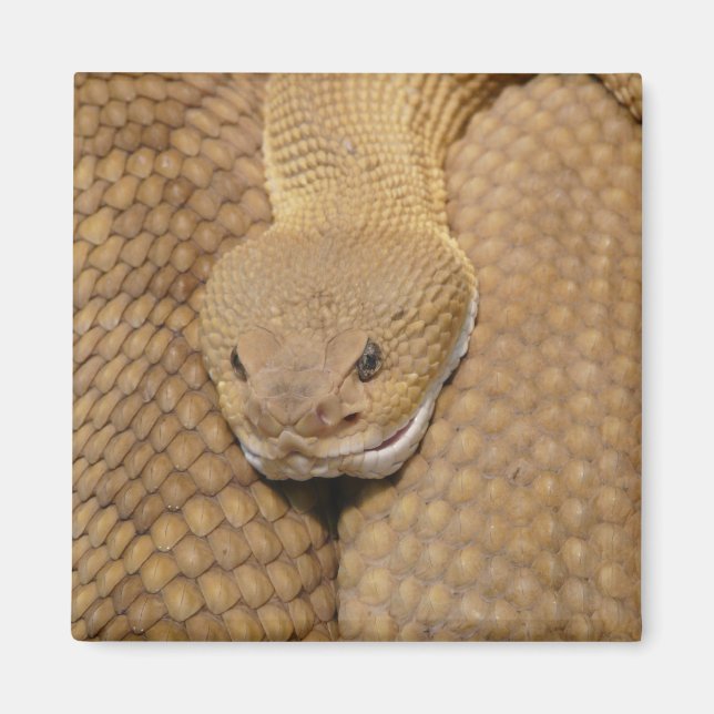 Rattlesnake Head Magnet (Vorne)