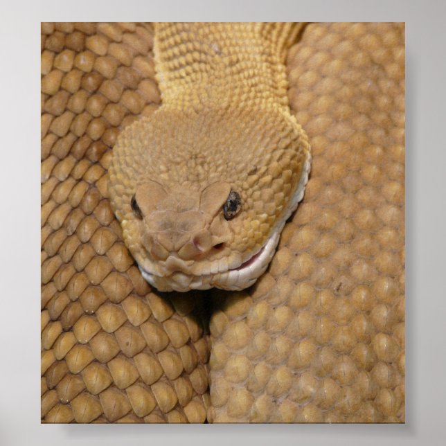 Rattlesnake Head Poster (Vorne)
