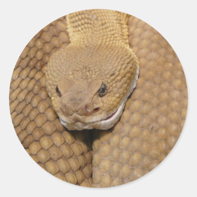 Rattlesnake Head Runder Aufkleber (Vorderseite)