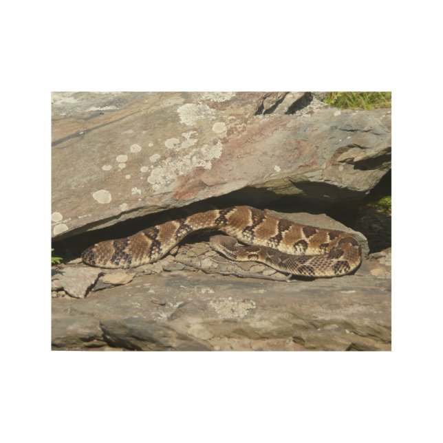 Rattlesnake im Shenandoah-Nationalpark Holzposter (Vorderseite)