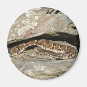 Rattlesnake im Shenandoah-Nationalpark Magnet