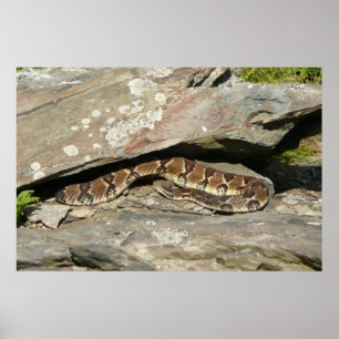 Rattlesnake im Shenandoah-Nationalpark Poster