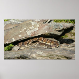 Rattlesnake im Shenandoah-Nationalpark Poster
