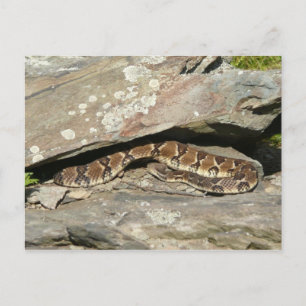 Rattlesnake im Shenandoah-Nationalpark Postkarte