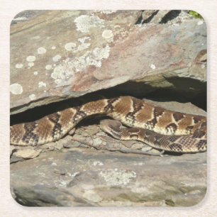 Rattlesnake im Shenandoah-Nationalpark Rechteckiger Pappuntersetzer
