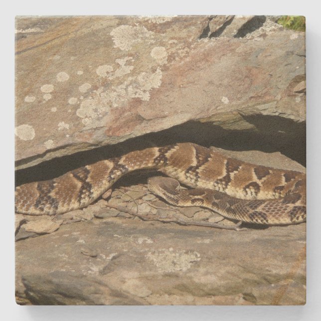Rattlesnake im Shenandoah-Nationalpark Steinuntersetzer (Vorderseite)