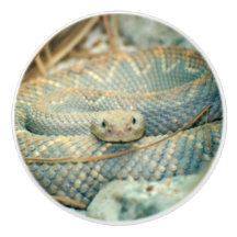 Rattlesnake
