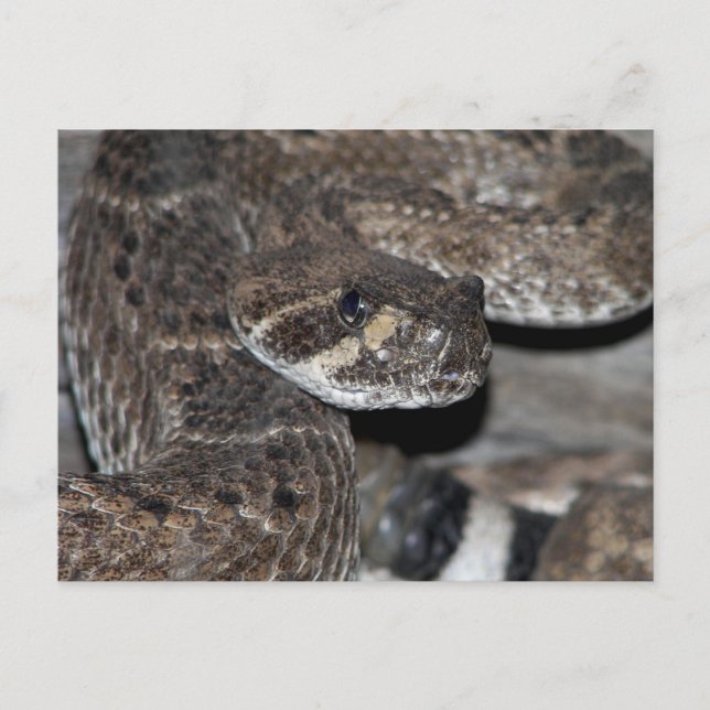 Rattlesnake Nah-up Shot. Postkarte (Vorderseite)