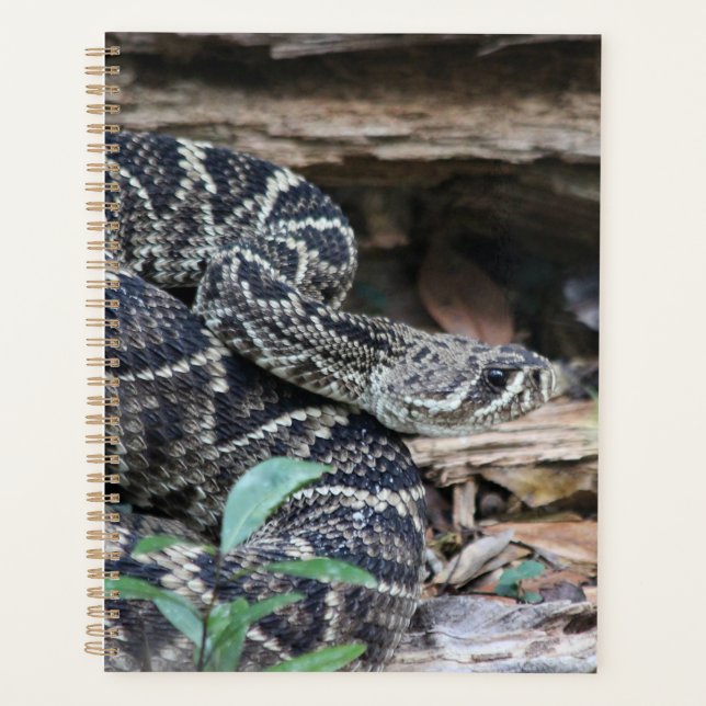 Rattlesnake Planer (Vorderseite)