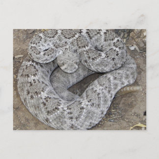 Rattlesnake Postkarte