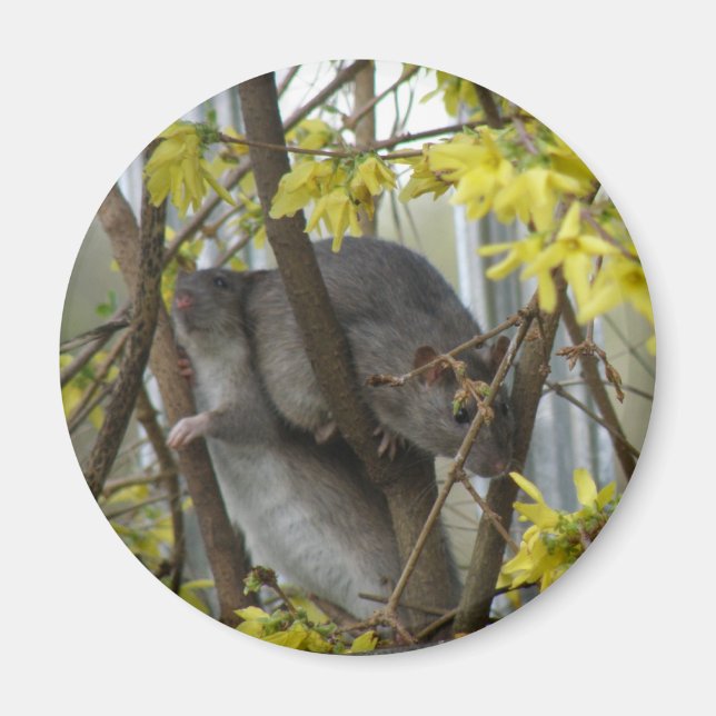 Ratty cuddles Magnet (Vorne)