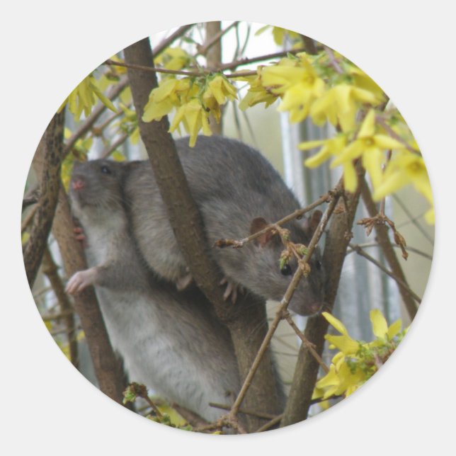 Ratty cuddles Sticker (Vorderseite)