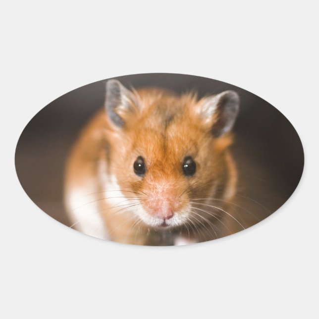 Ratty der Hamster Ovaler Aufkleber (Vorderseite)