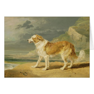 Rau-überzogener Collie, 1809 (Öl an Bord)
