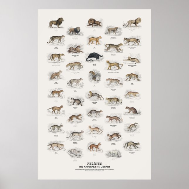 Raubkatzen - Naturalist's Library Poster (Vorne)