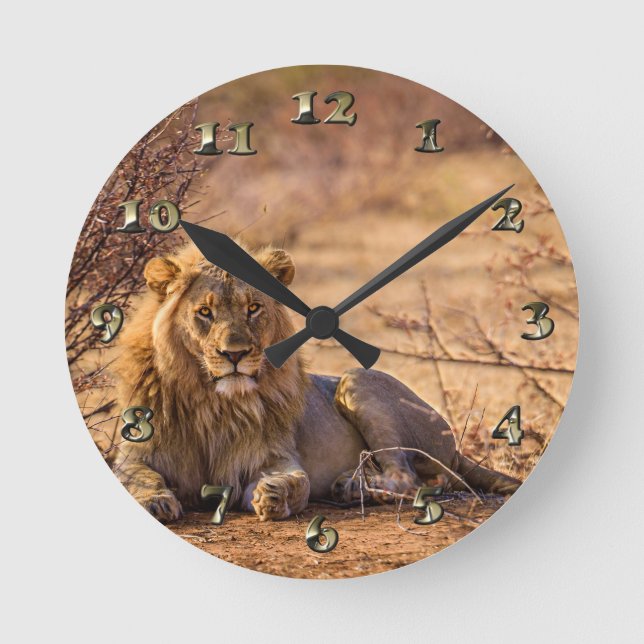 Raubtier Lion in Südafrika Runde Wanduhr (Vorderseite)