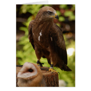 Raubvögel
