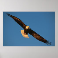 Raubvogel, Adler im Flug, Kachemak