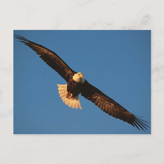 Raubvogel, Adler im Flug, Kachemak Postkarte (Vorderseite)