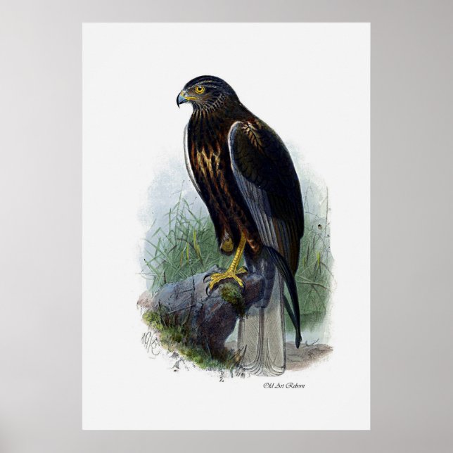 Raubvögel ~ Marsh Harrier Poster (Vorne)