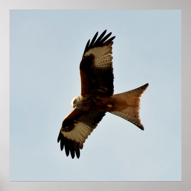 Raubvogel Poster (Vorne)