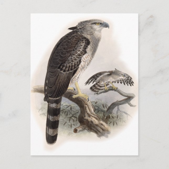 Raubvogel Postkarte (Vorderseite)