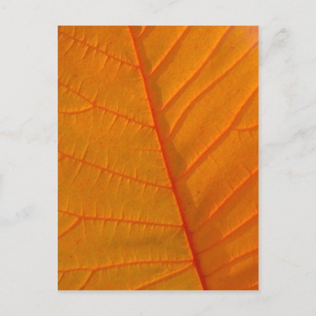 Rauch Tree Leaf Postkarte (Vorderseite)