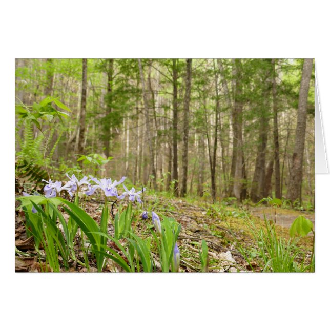 Raucher-Bergweg im Frühling (Vorderseite (Horizontal))