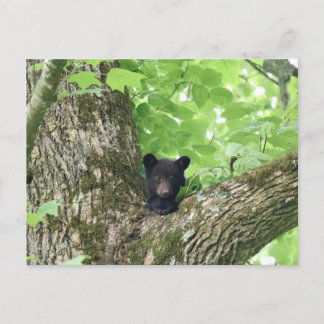 Rauchige Berge Schwarzbär Jungtier Wildtiere Postkarte