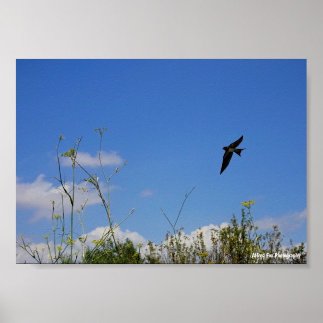Rauchschwalbe im Flug Poster (Vorne)