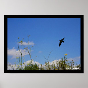 Rauchschwalbe im Flug Poster