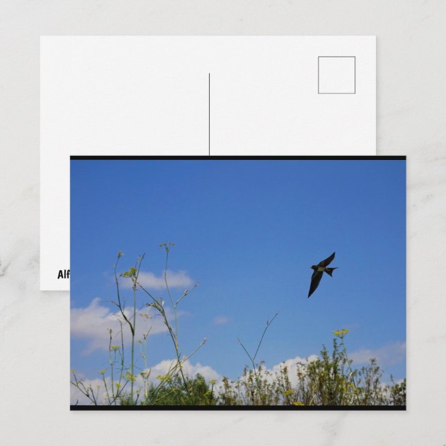 Rauchschwalbe im Flug Postkarte (Vorne/Hinten)