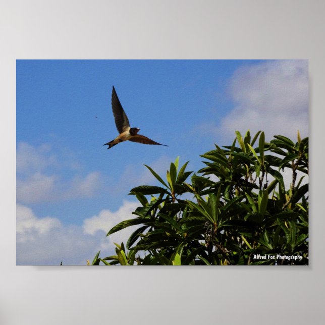 Rauchschwalbe offene Flügel Poster (Vorne)