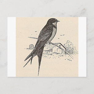 Rauchschwalbe Postkarte
