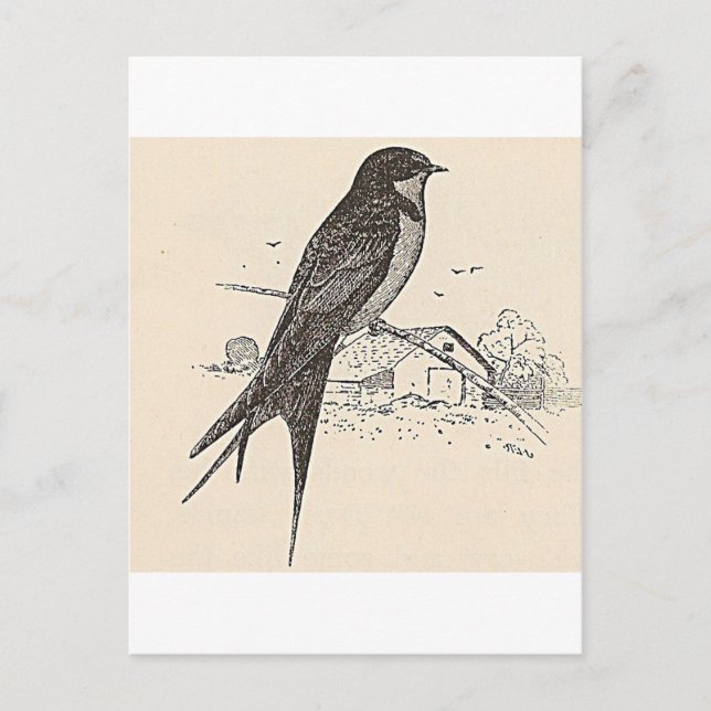 Rauchschwalbe Postkarte (Vorderseite)