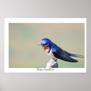 Rauchschwalbe Vogel Foto Poster
