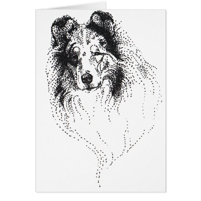 Rauer blauer Merle Collie (Vorne)