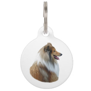 Raues Colliehundeporträt-Foto Haustiermarke