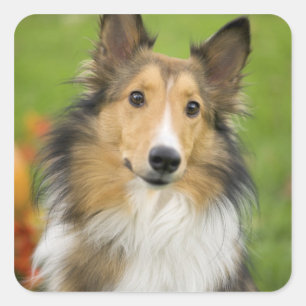 Rauhcollie, Hund Quadratischer Aufkleber