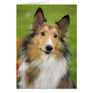 Rauhhaar Collie, Hund